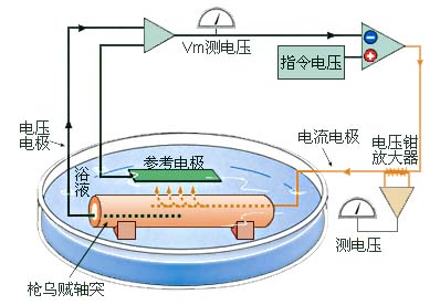 电压钳实验模式图