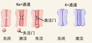 电压门控Na<sup>+</sup>通道有两道门，三种功能状态