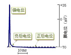 AP的组成