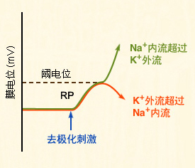  膜去极化与Na<sup>+</sup> 内流的正反馈