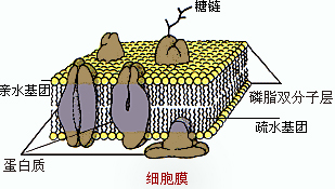 细胞膜的液态镶嵌模型