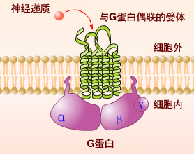 G蛋白耦联受体介导的跨膜信号转导过程