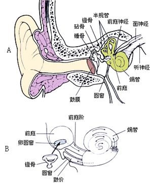 听觉器官示意图