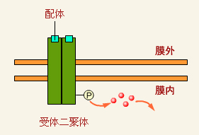 酪氨酸激酶受体介导的跨膜信号转导