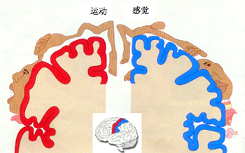 大脑皮层运动和感受区示意图