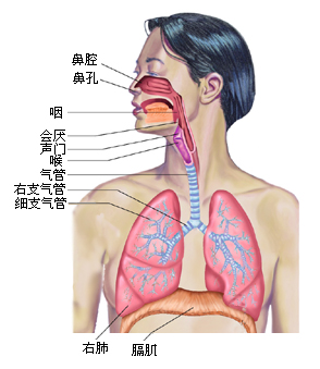 呼吸系统的组成