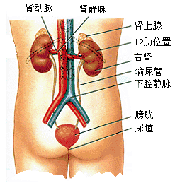 泌尿系统
